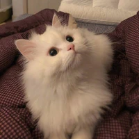 mèo meoo