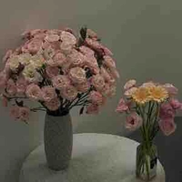 Tác giả thích drop