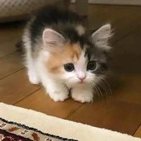 Kim(hệ thống 102)[dạng mèo]