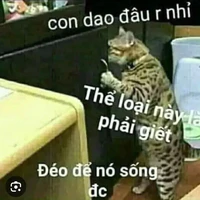 đám báo
