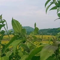 anh em nhà Aroma