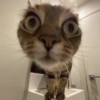 Mèo tên look