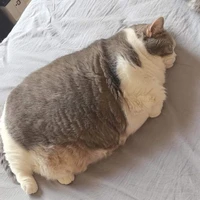 Fat