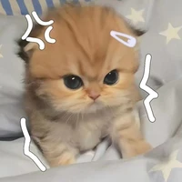 cạpppppp