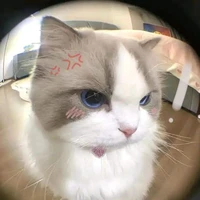 all nhóm anh