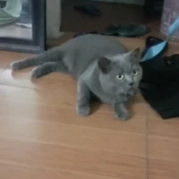 Bự