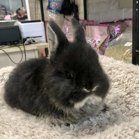thỏ đen cute 😭