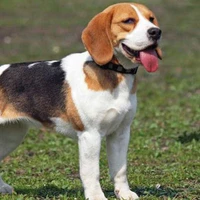 chó 🐶