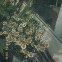 NVP