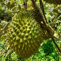 Sầu riêng lonz