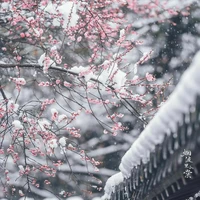 Bạch Triều Mộng Lý