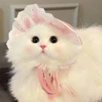 mèo của T/g