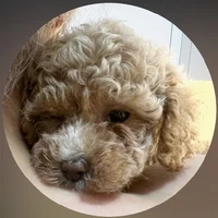 Tác giả bòoo lèee