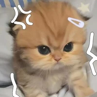 Con tác giả đin
