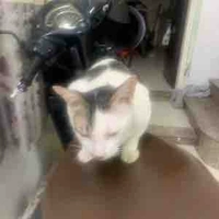 Mèo iu của k.ngân