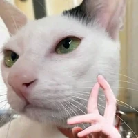 nhỏ tác giả dốt toán