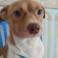 chó điên đẹp trai 1 02