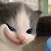 Mèo tư bản làm qq gì cux đc