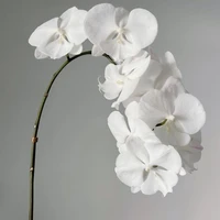 Tuyết Lan