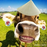 con bò khổ nhất tg😘