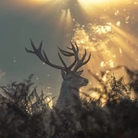 Varry Master Worka [001]