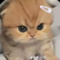 Quyên