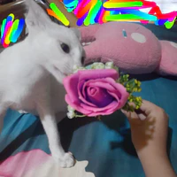 t/giả