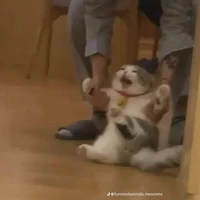 ? ? ?