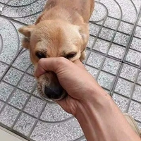 Hắt Hắt kin kít