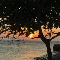 allphảndiện