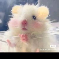 Hamster của Gíp