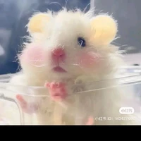 Hamster của Gíp