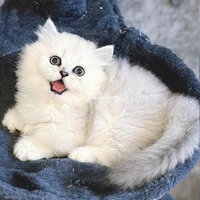 mèo (Mimi)