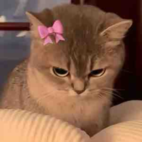 Tg siu cute ( Ai chê t drop truyện )
