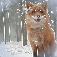 cáo