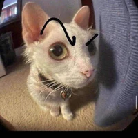 mèo ( tác giả) 😇