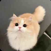 cam