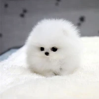 cân mọi loại nhân vật