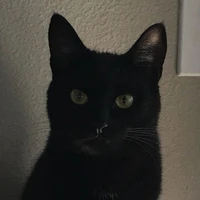 bơ