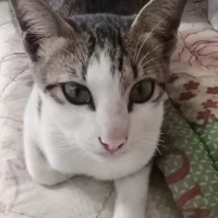Mèo Này Rất Chill