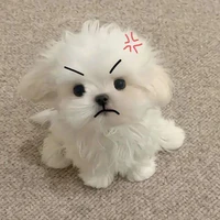 Cún cute 💤