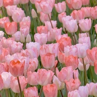 Tulip
