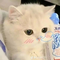 bạn chủ tus