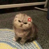 Chách chách đom đóm