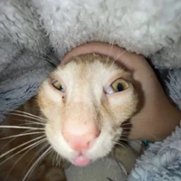 Mấy khứa Top ở đó