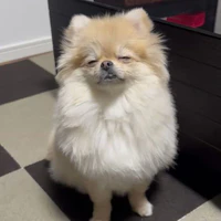 Piju