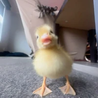 NV ẩn