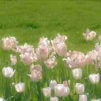 All top(- ai cần trừ)