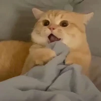 bquyên 🐍