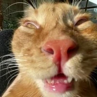 đoán vội cân 5